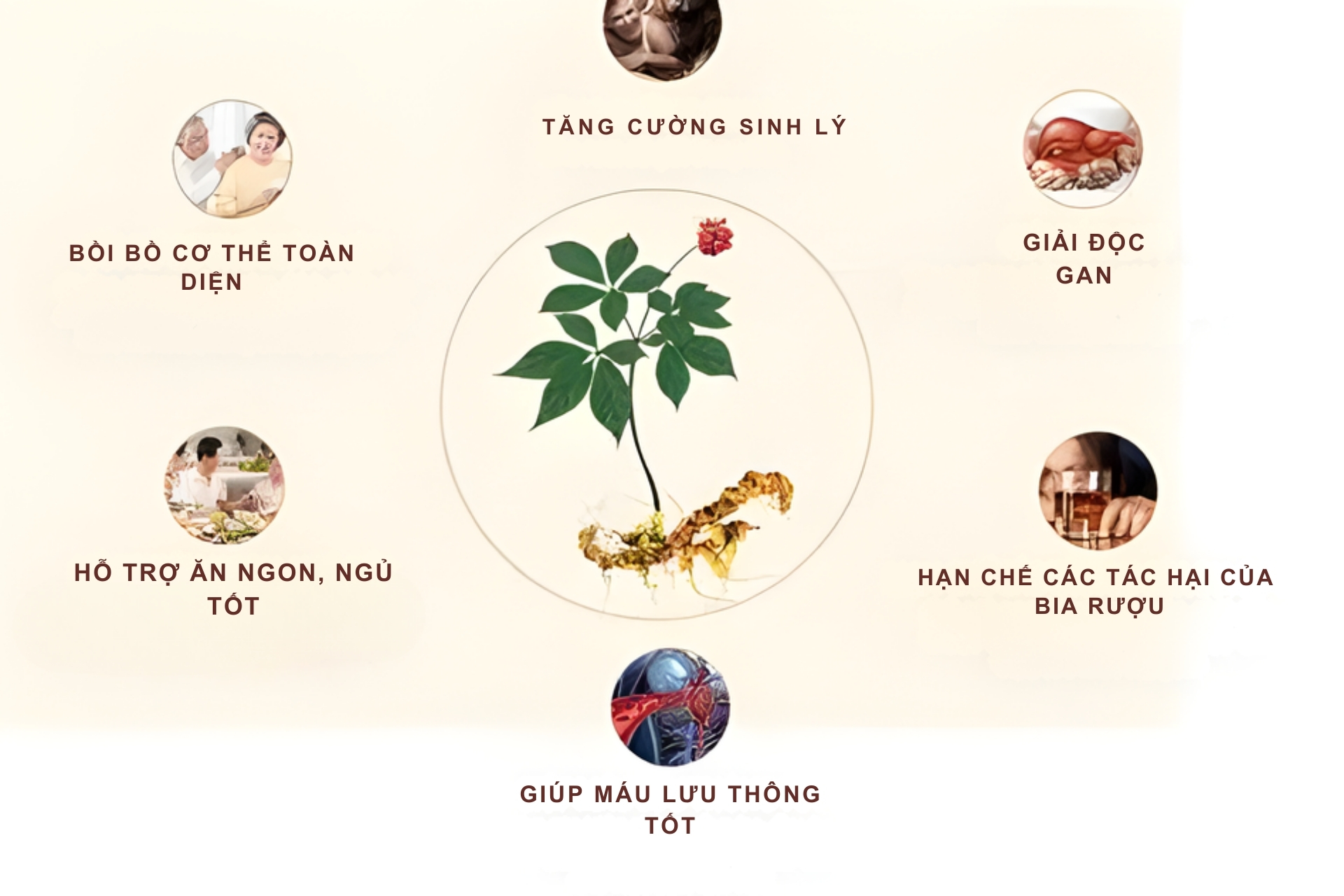 Tác dụng của sâm Ngọc Linh