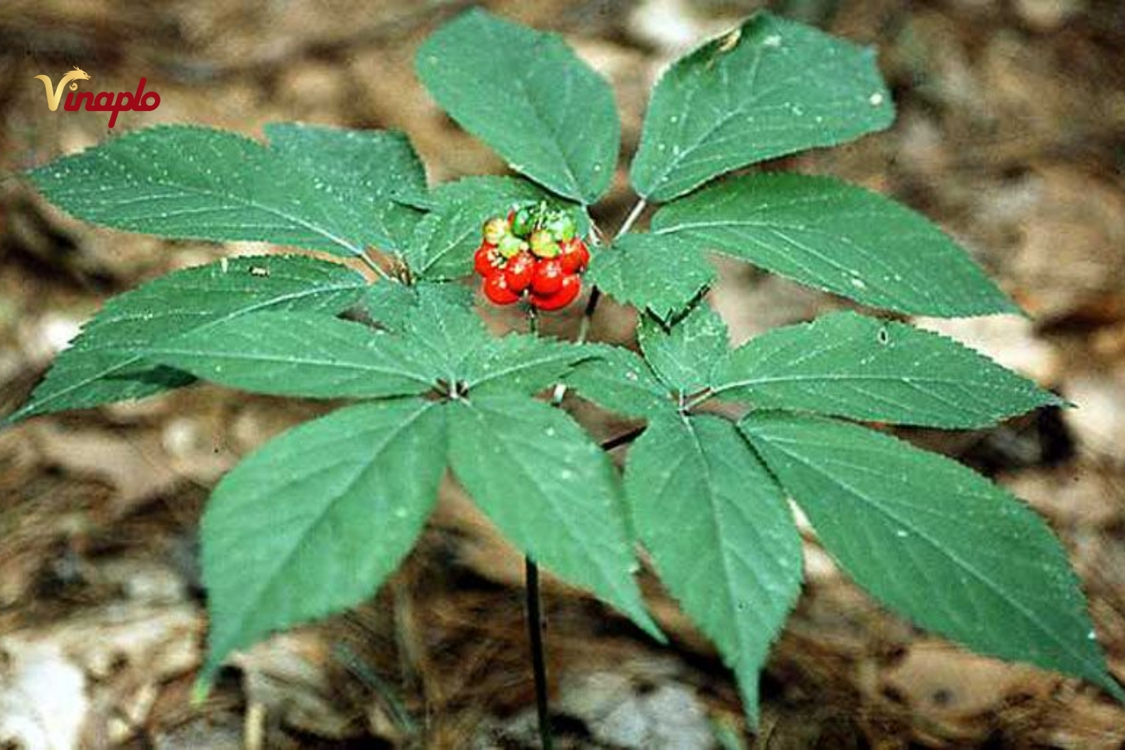 Hạt sâm Ngọc Linh