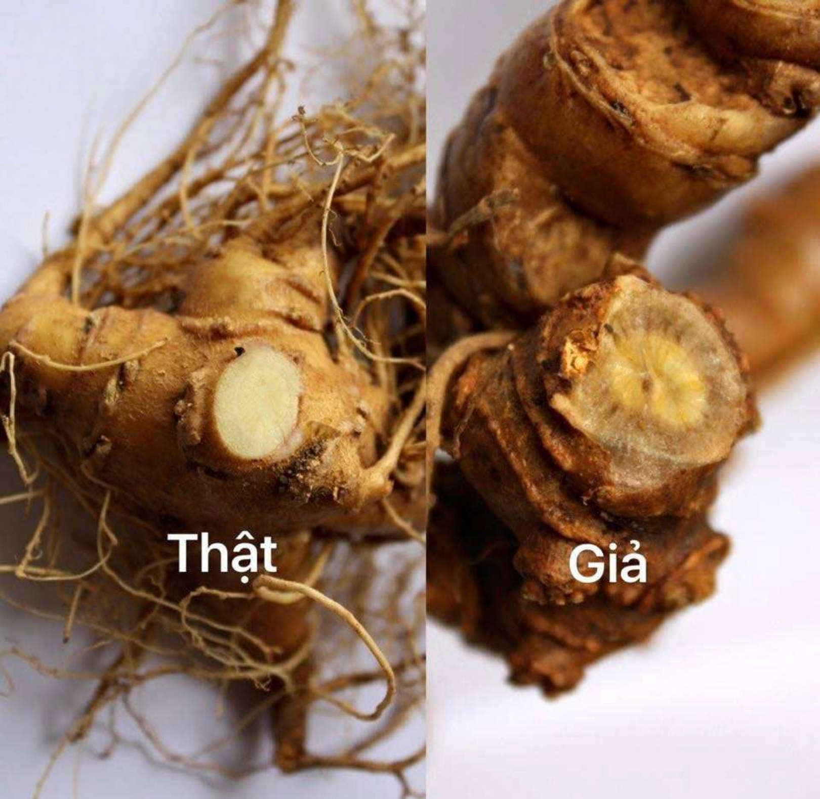 Phần biệt Sâm Ngọc Linh