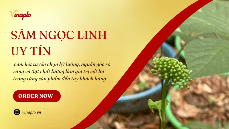 Sâm Ngọc Linh yu tín tại Vinaplo