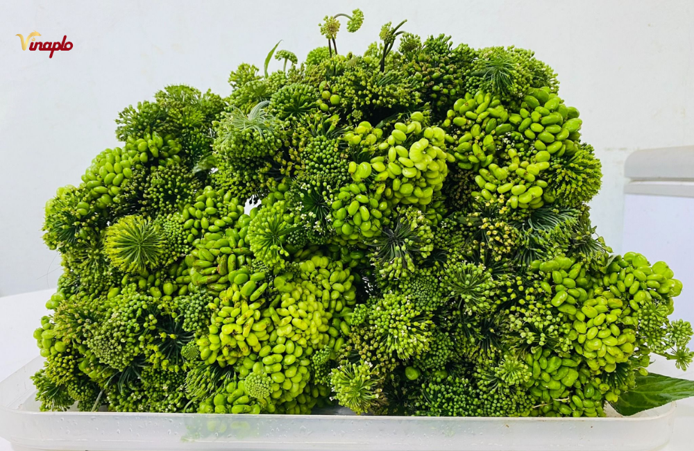 Hoa sâm Ngọc Linh