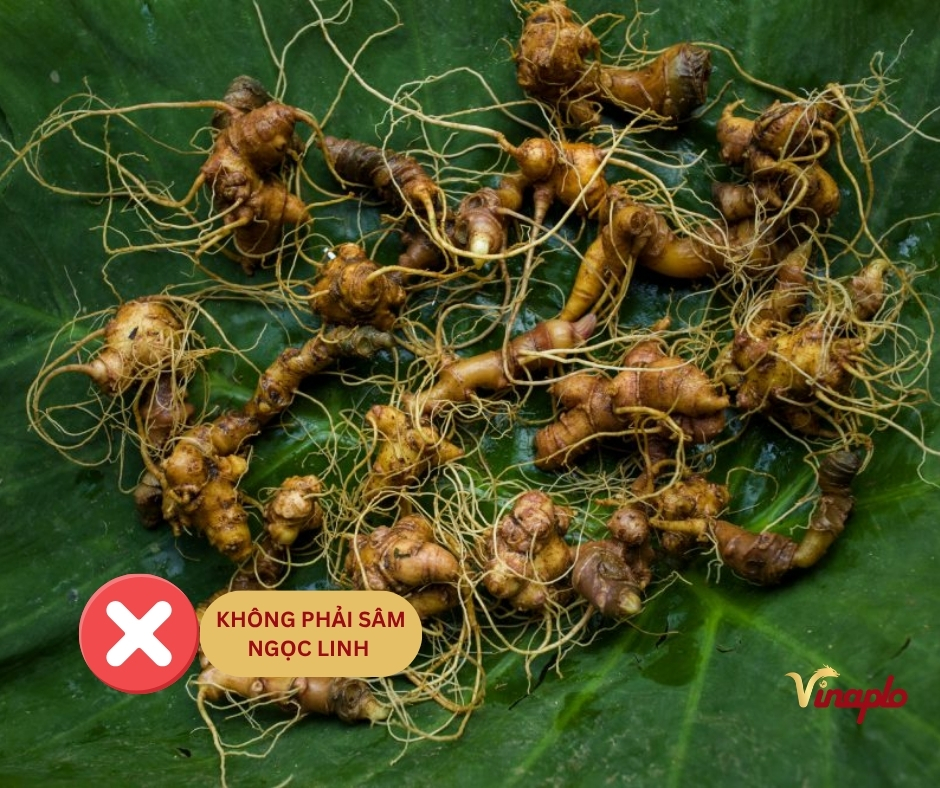Sâm Ngọc Linh giả