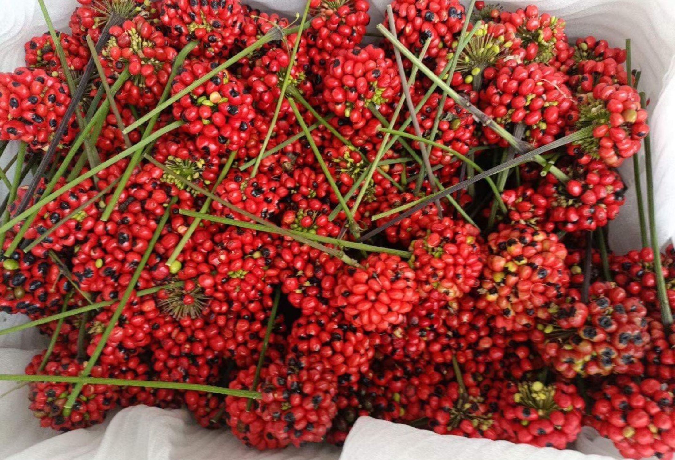 Hạt sâm Ngọc Linh