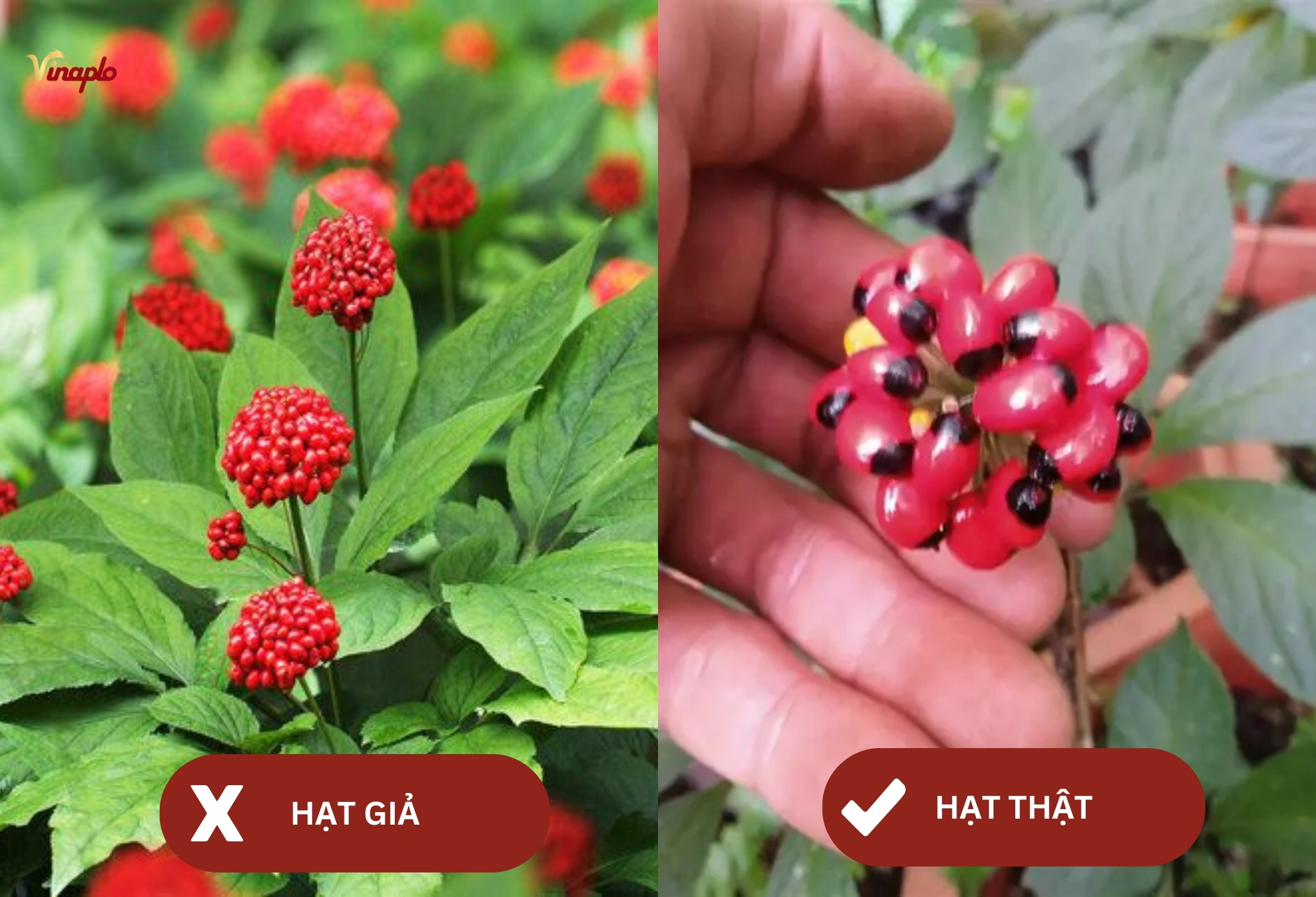 Phân biệt Sâm Ngọc Linh