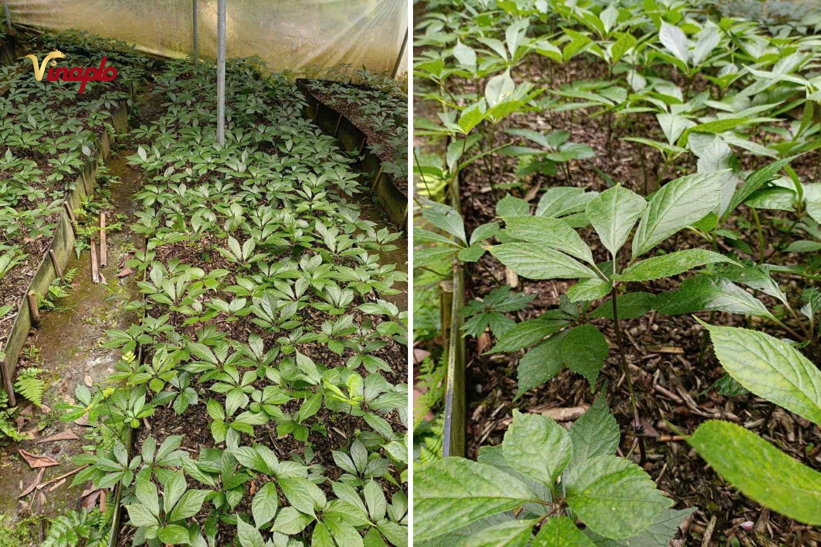 Vườn sâm Ngọc Linh