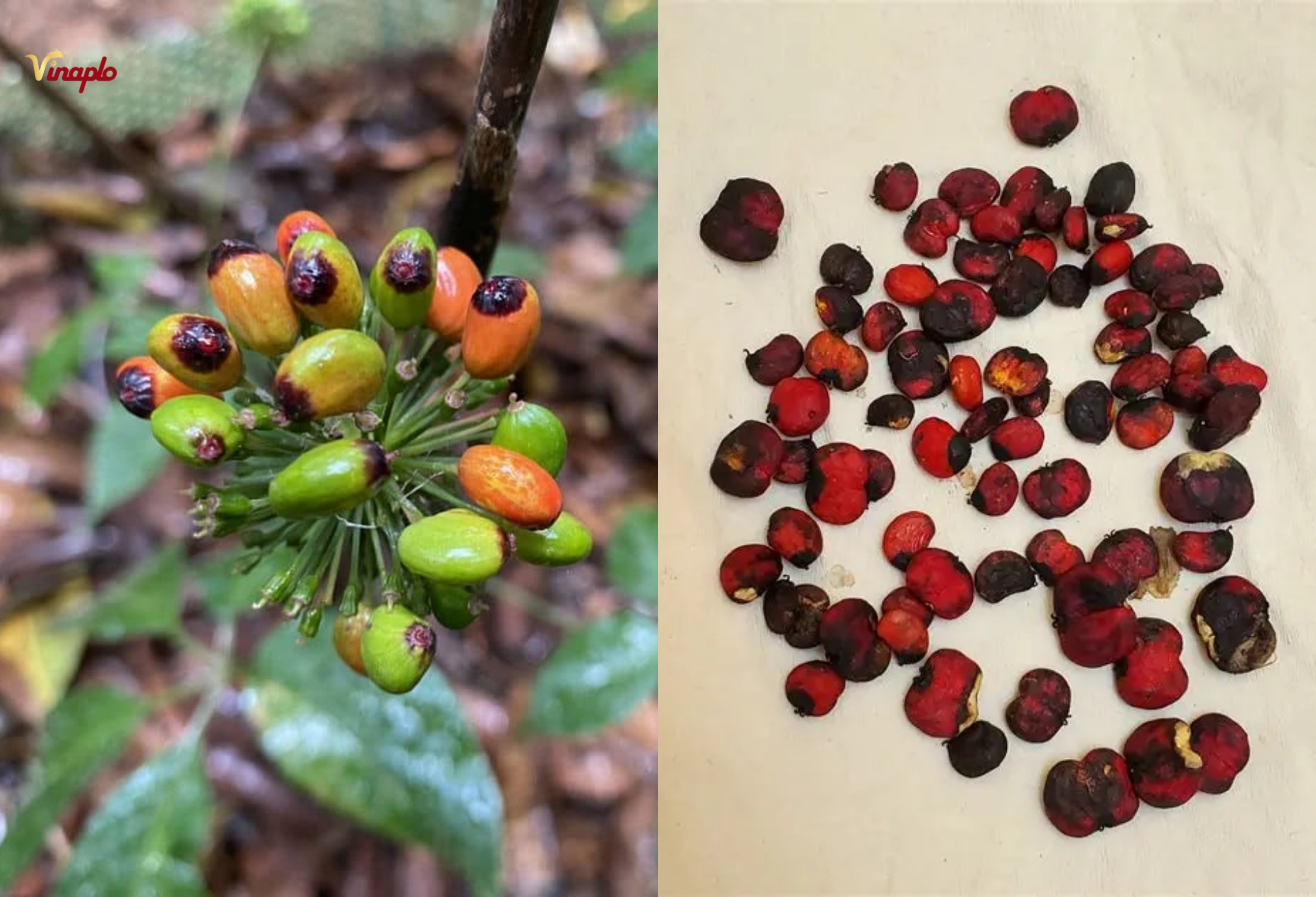 Hạt sâm Ngọc Linh