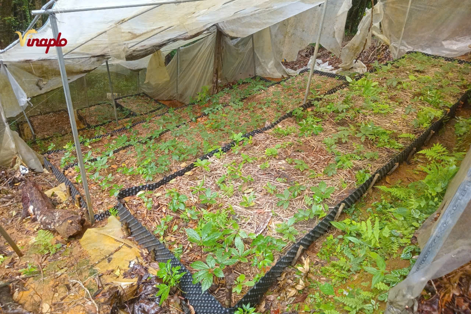 Vườn sâm Ngọc Linh