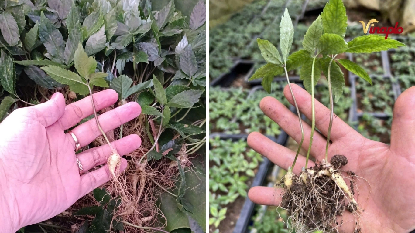 Quá trình sinh trưởng cây con