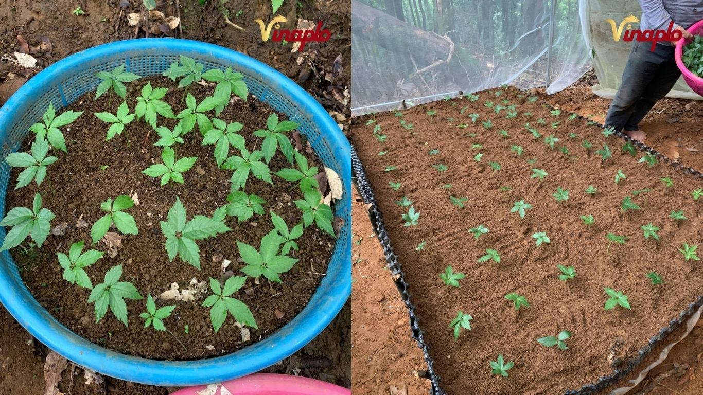 Quá trình sinh trưởng cây con