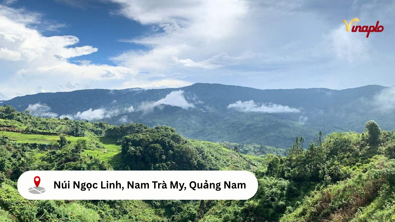 Sâm Ngọc Linh chỉ sinh trưởng ở núi Ngọc Linh