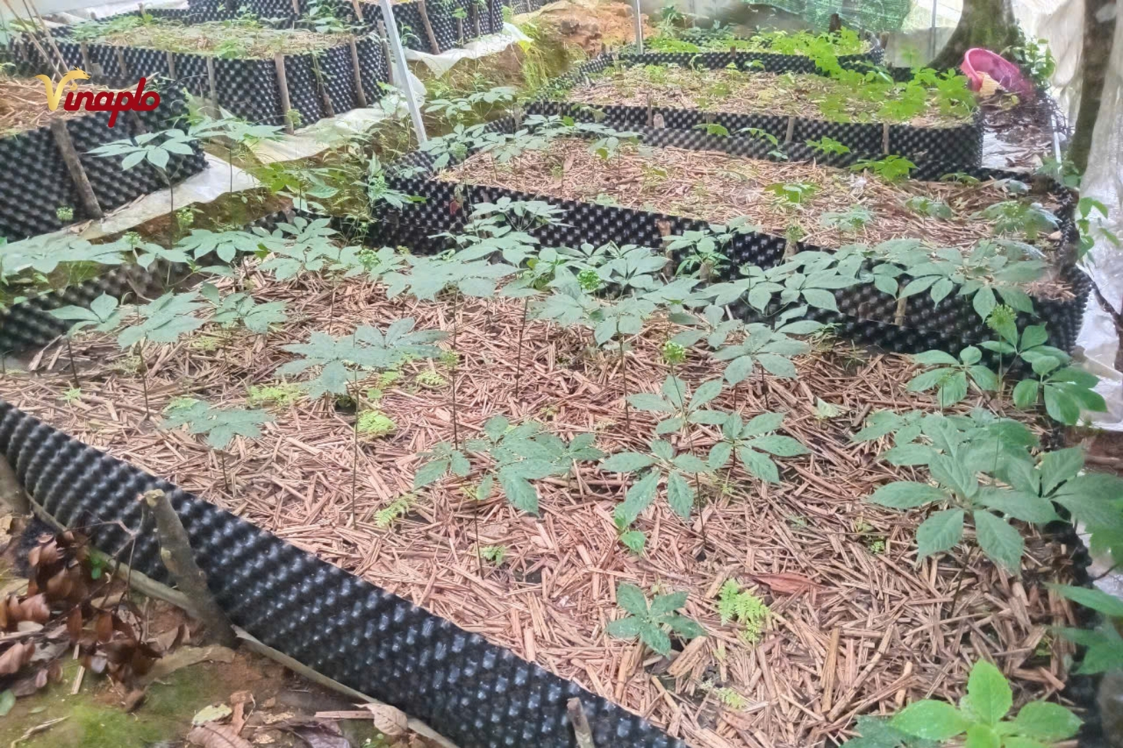 Vườn sâm Ngọc Linh