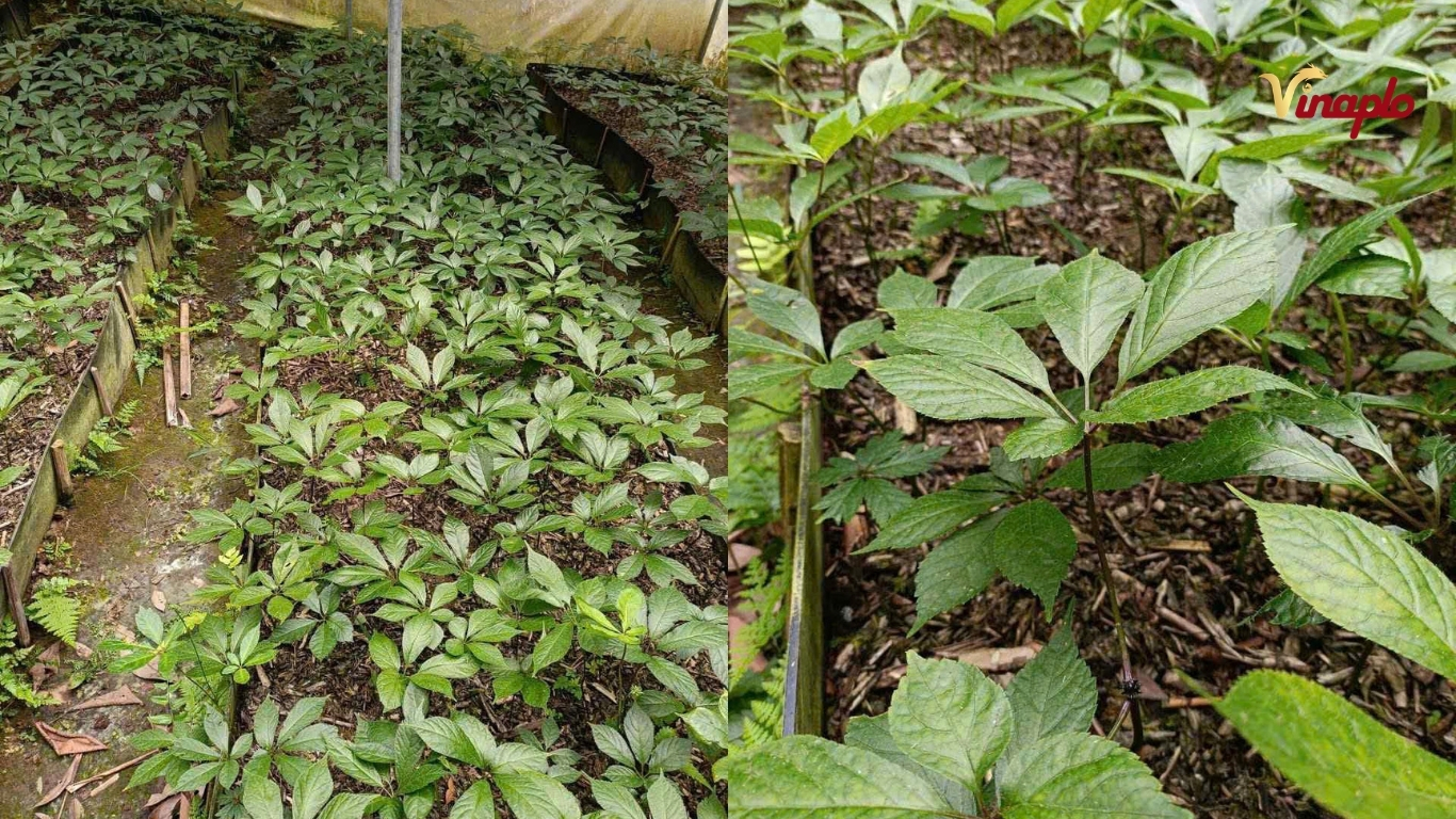 Sâm Ngọc Linh con