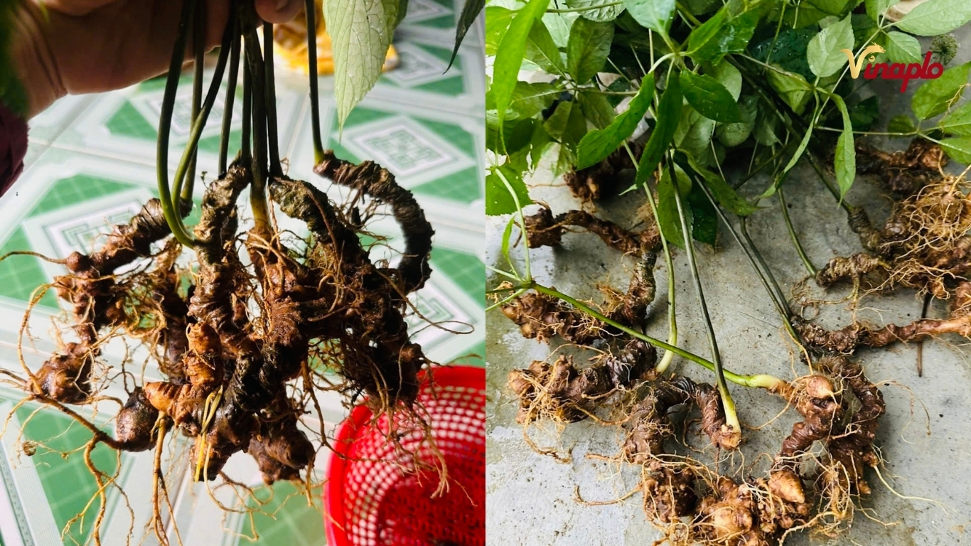 Sâm Ngọc LInh đã trưởng thành