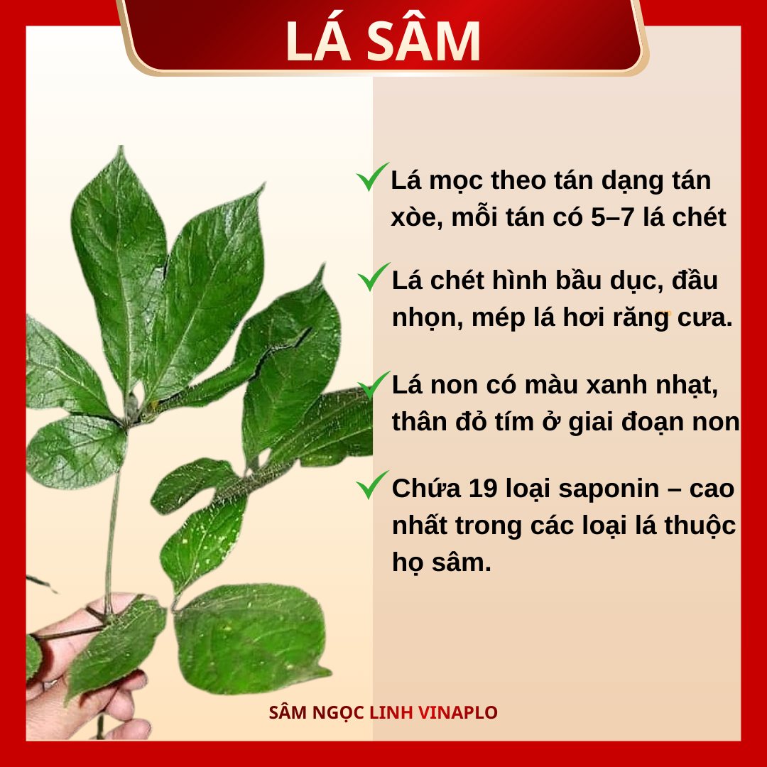 Lá Sâm Ngọc Linh