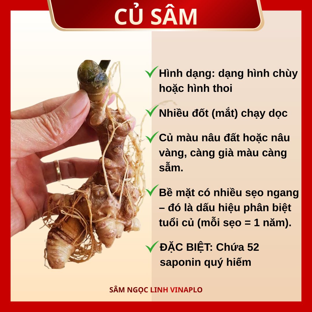 Củ Sâm Ngọc Linh