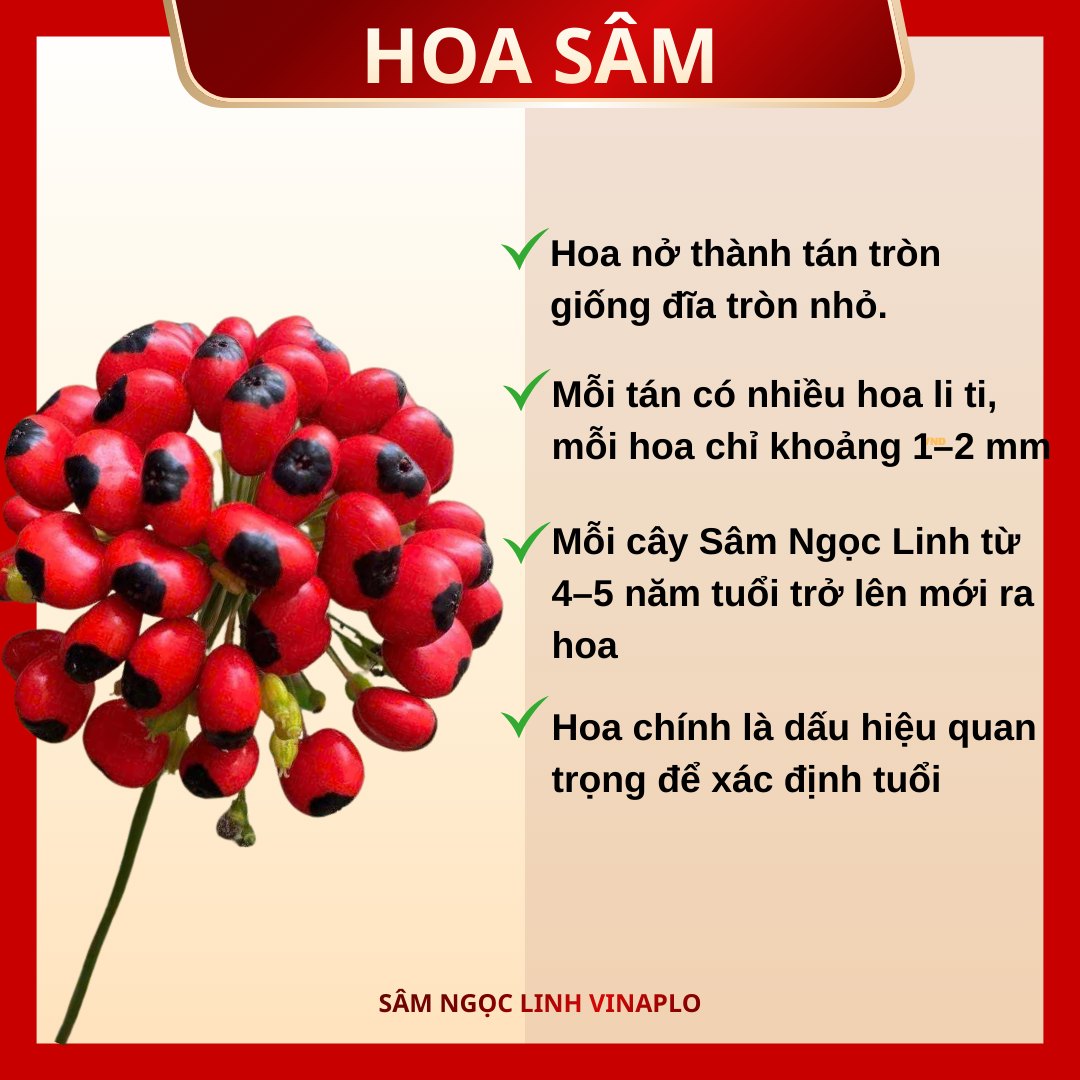 Hoa Sâm Ngọc Linh