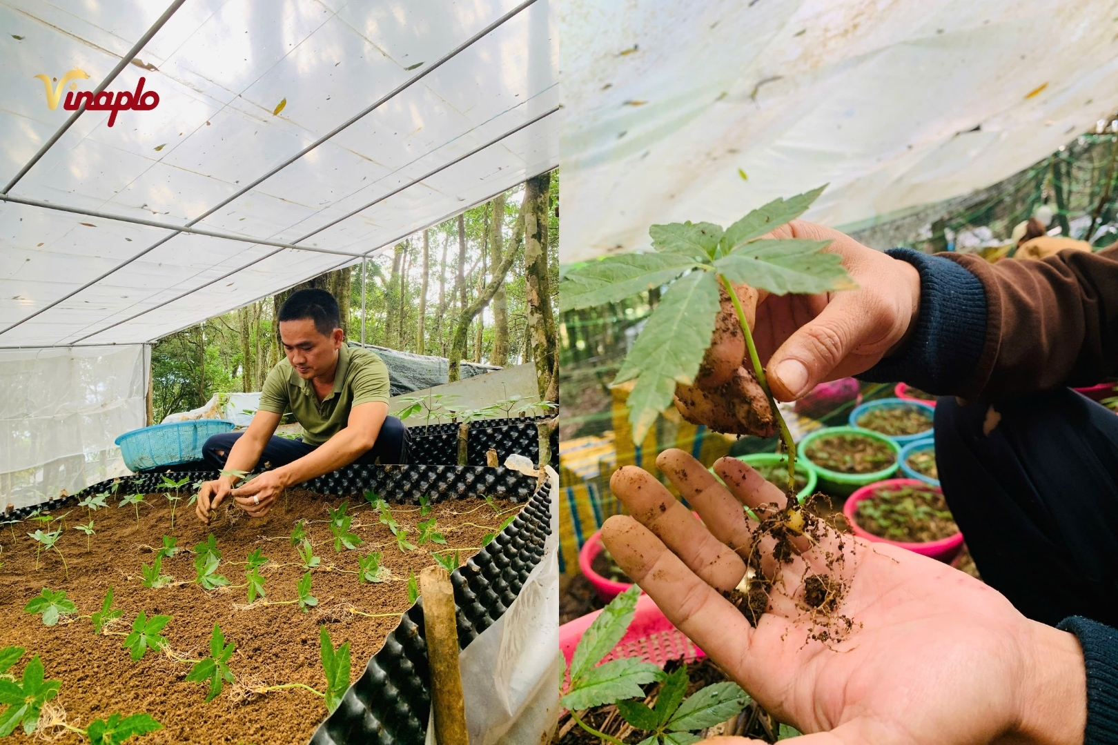 Vườn sâm Ngọc Linh của Vinaplo