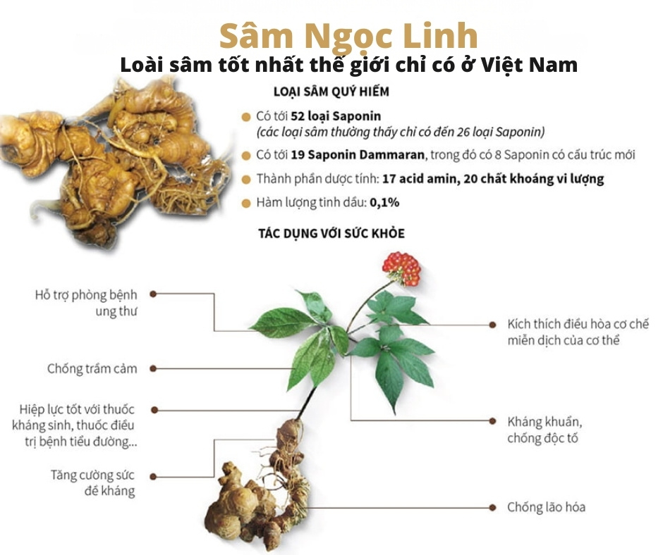 Tác dụng của sâm ngọc linh đối với sinh lý nam và nữ