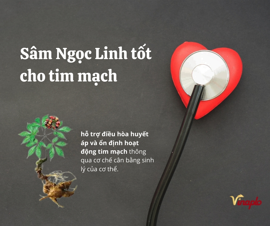 Sâm ngọc linh hỗ trợ về bệnh tim mạch và huyết áp