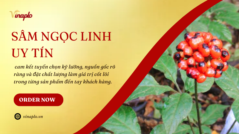 Vinaplo - Đơn vị cung cấp sâm Ngọc Linh uy tín