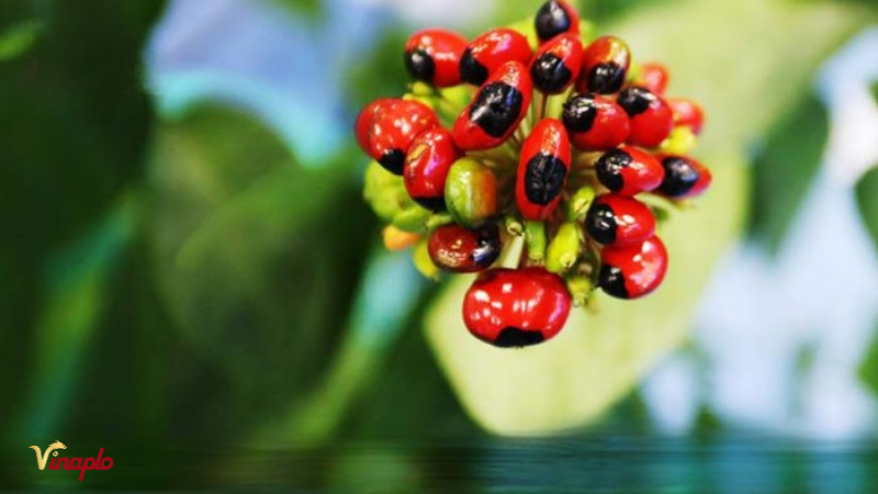 Hoa sâm Ngọc Linh