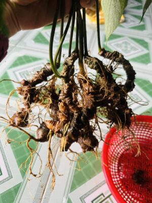 Sâm cây loại vip