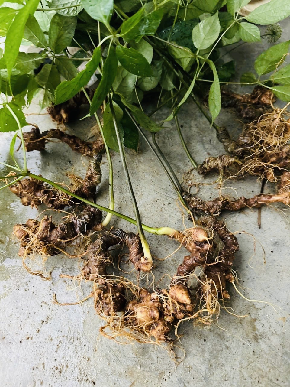 S&acirc;m Ngọc Linh