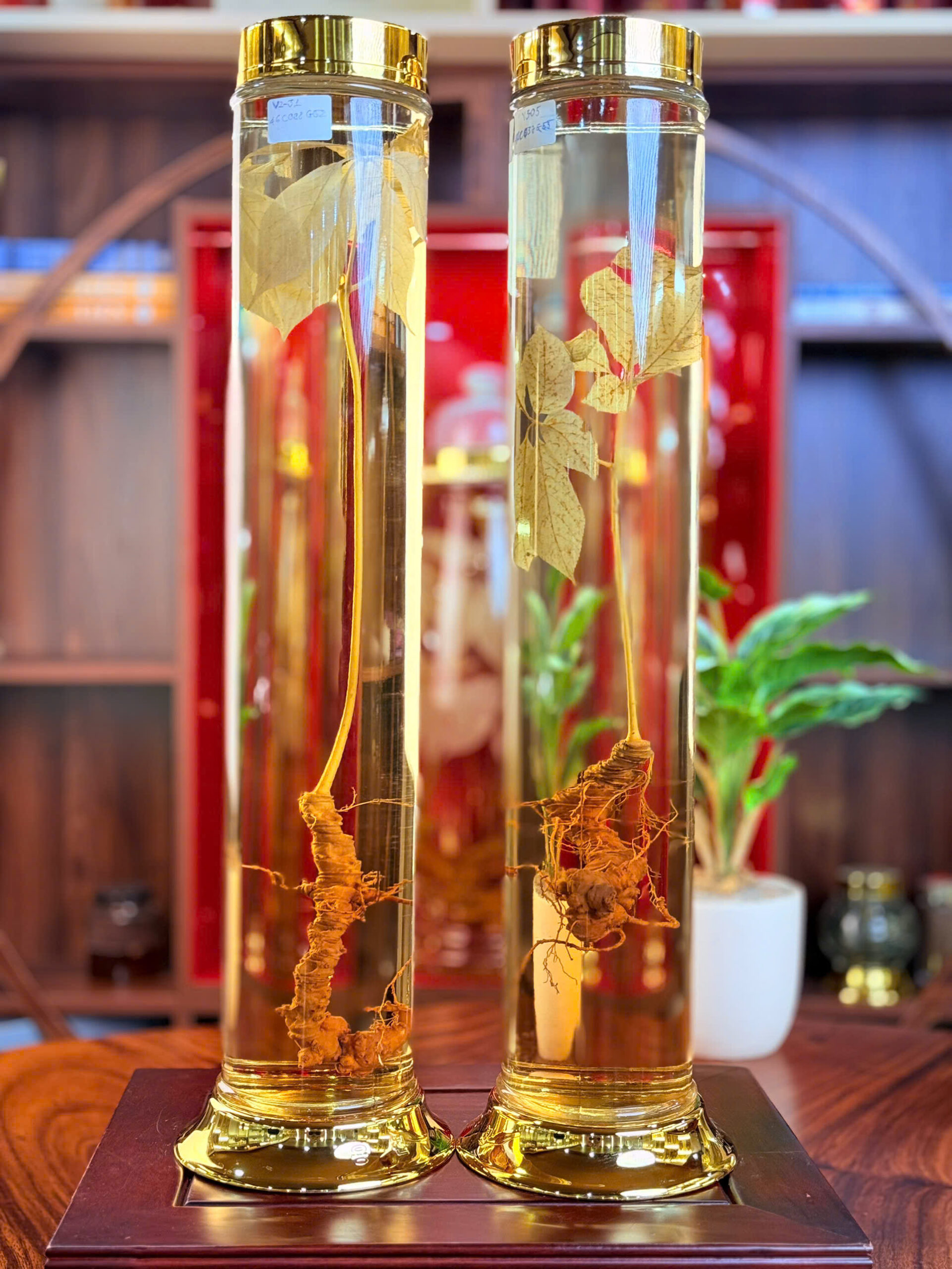 rượu s&acirc;m ngọc linh