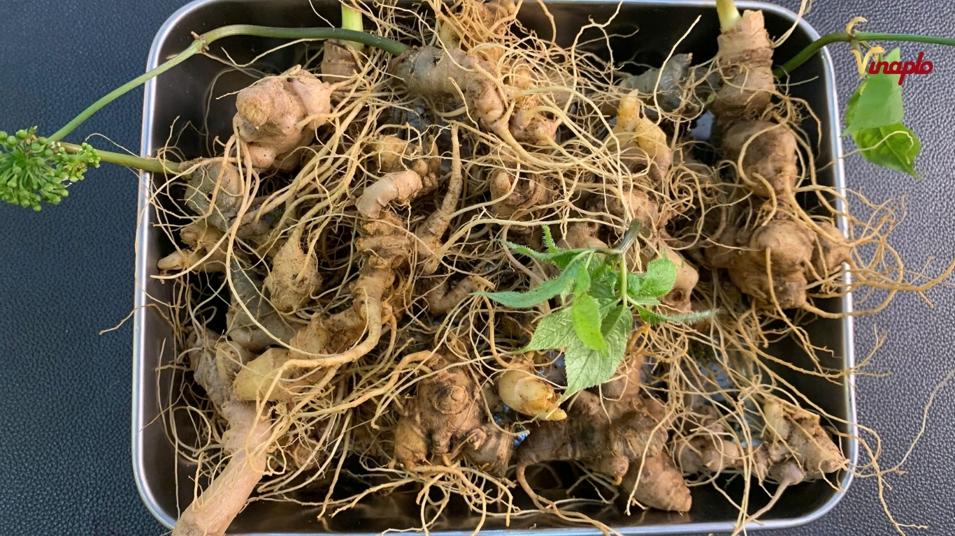 Sâm Ngọc Linh Tưoi