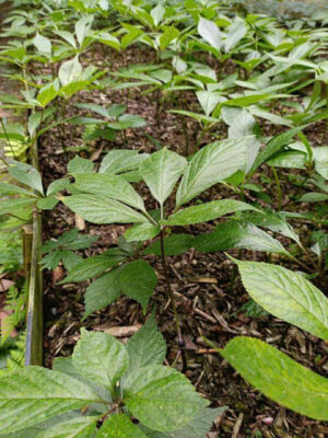 Sâm Ngọc Linh 3 tuổi