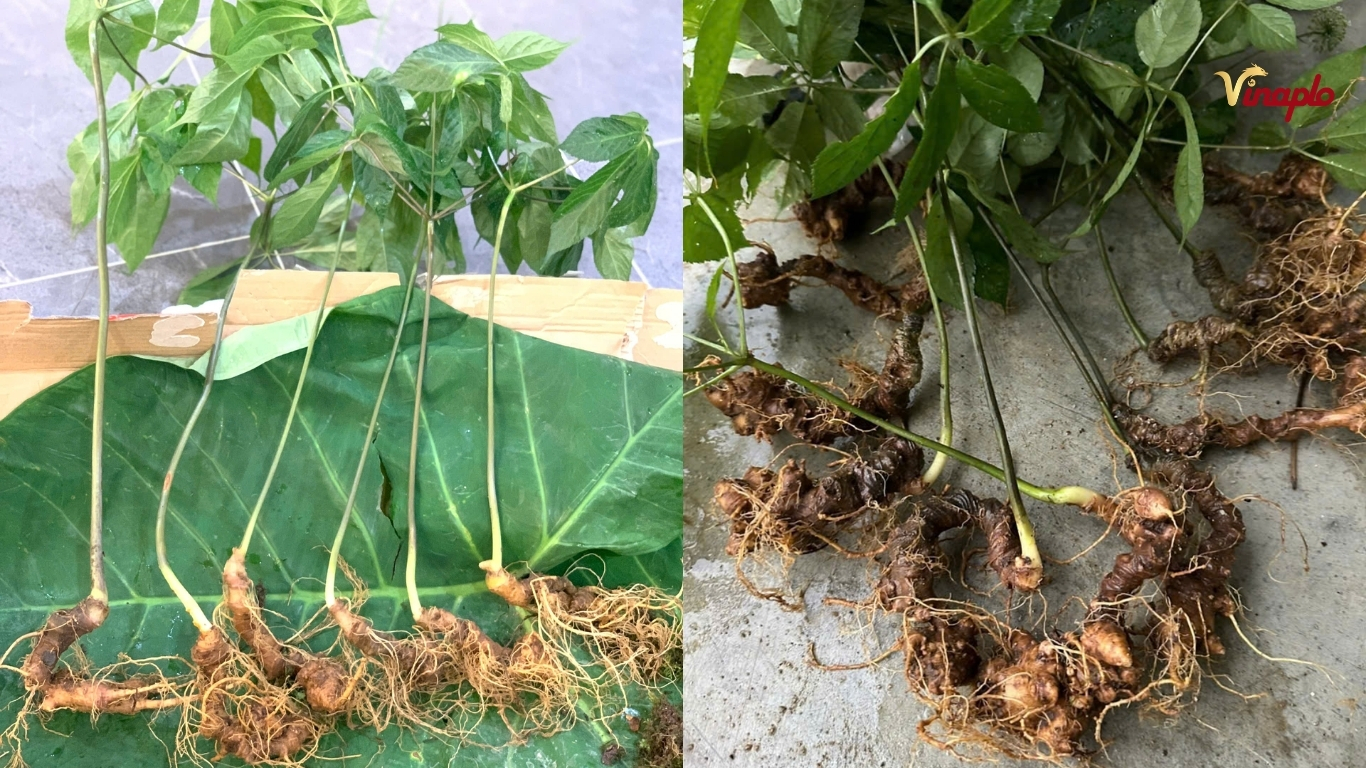 Cách dùng sâm Ngọc Linh phù hợp với đối tượng