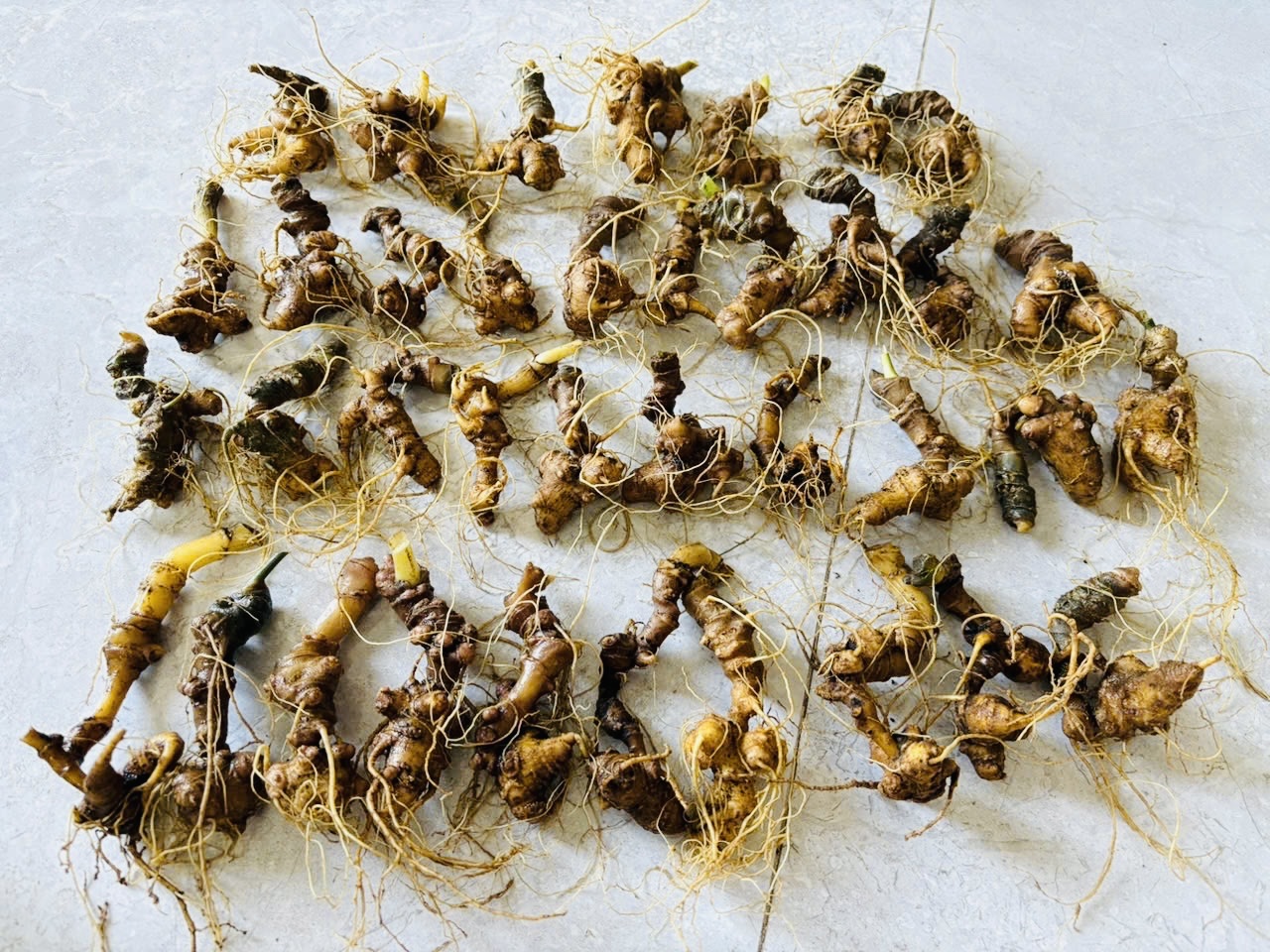 S&acirc;m Ngọc Linh