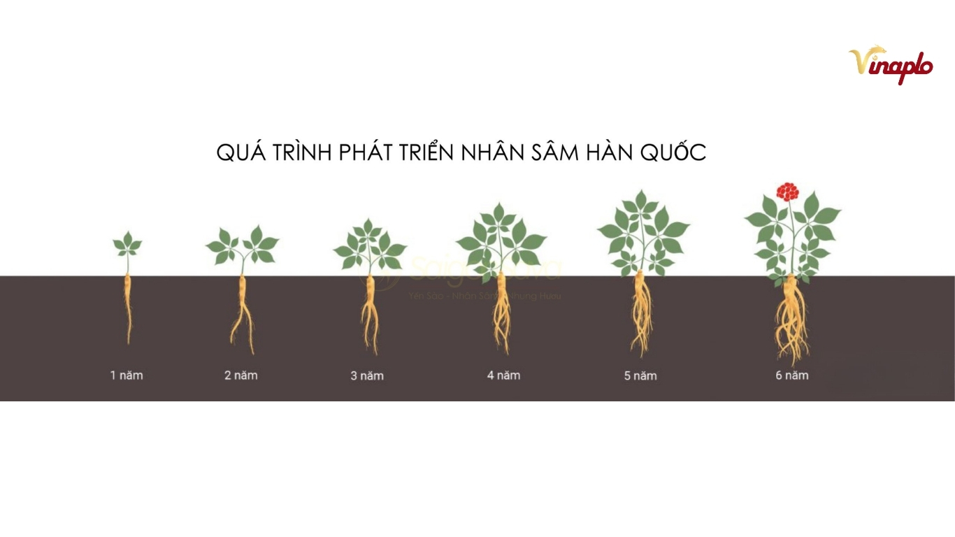 Quá trình sinh trưởng sâm Hàn Quốc 