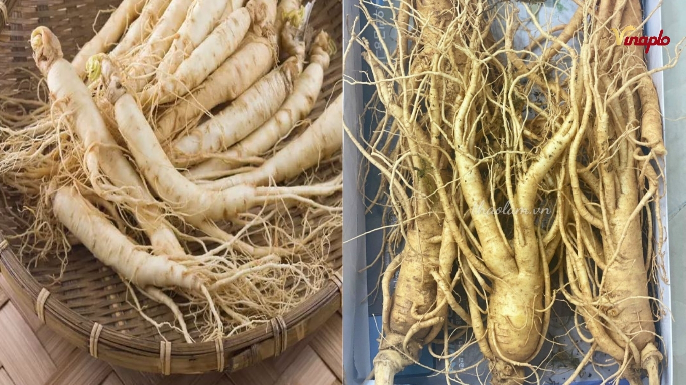 So sánh sâm Ngọc Linh với sâm Trung Quốc 