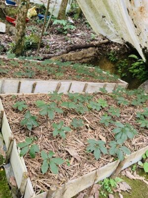 Sâm Ngọc Linh 2 tuổi