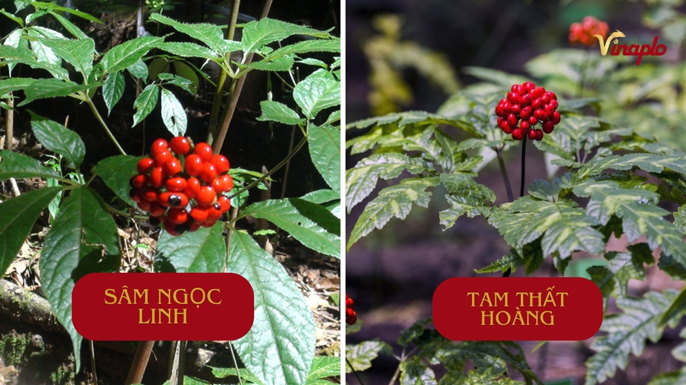 So sanh sâm Ngọc Linh và sâm Tam Thất