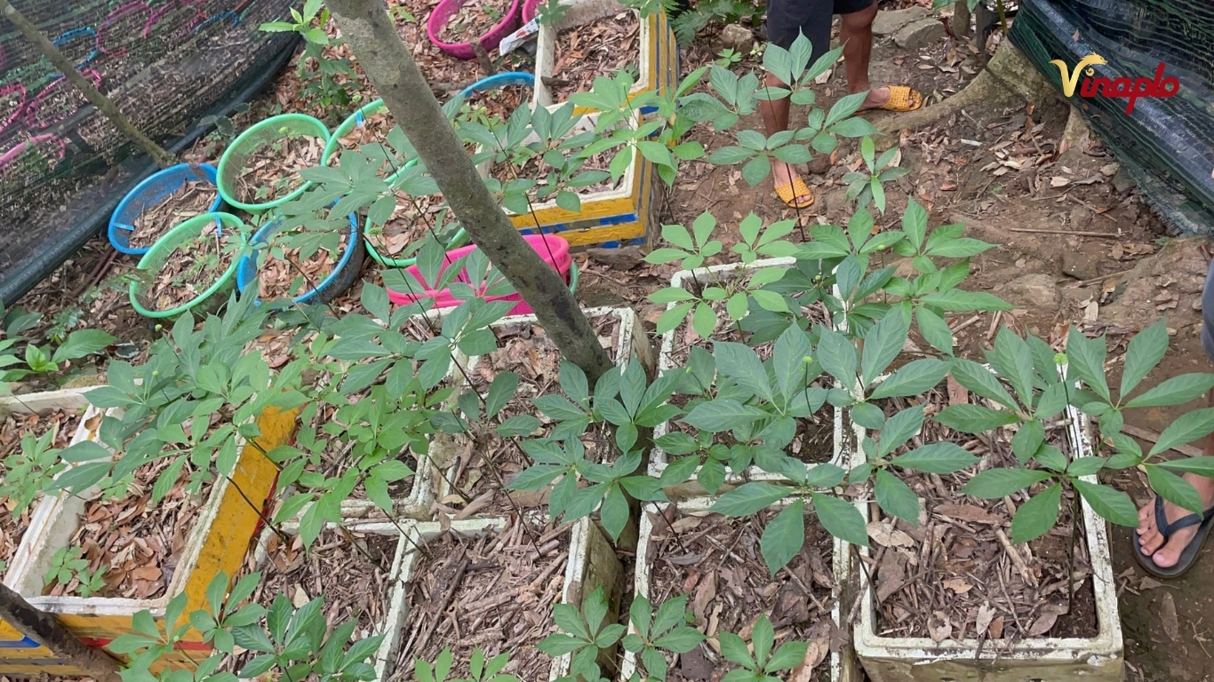 Vườn sâm của Vinaplo