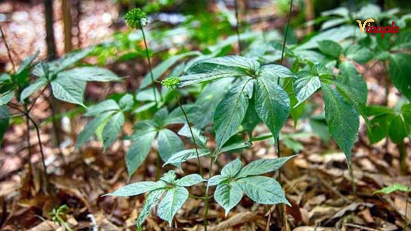 Sâm quý trên núi Ngọc Linh