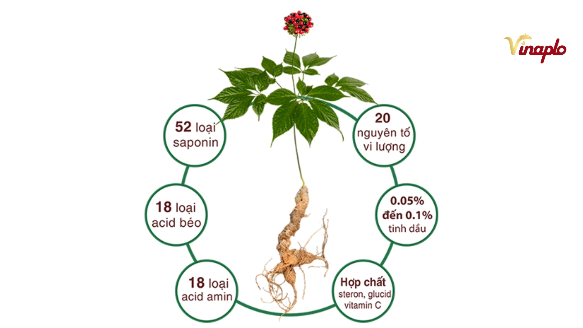 Saponin trong sâm Ngọc Linh