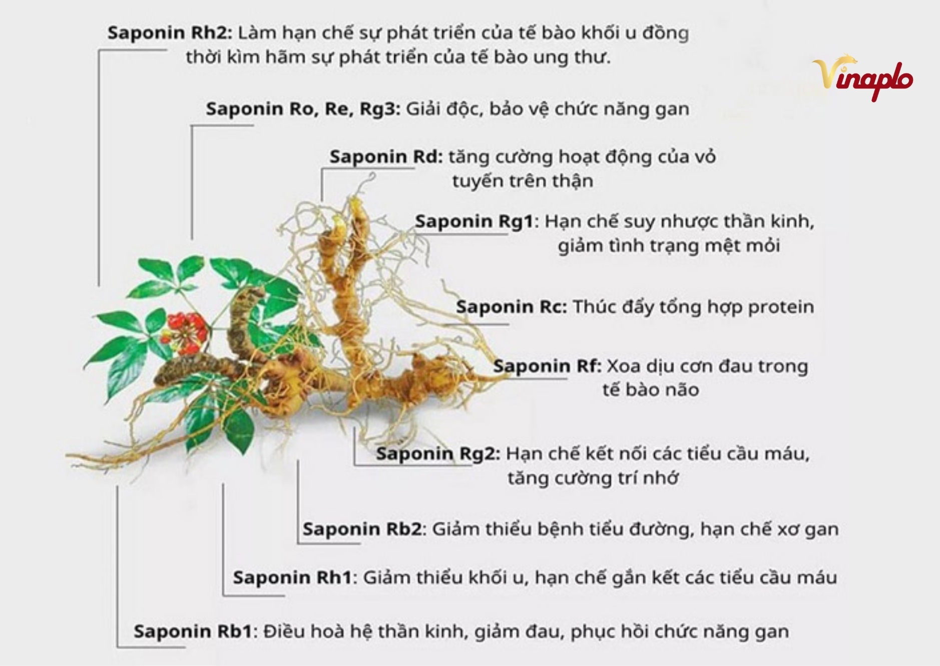 Hàm lượng Saponin trong sâm