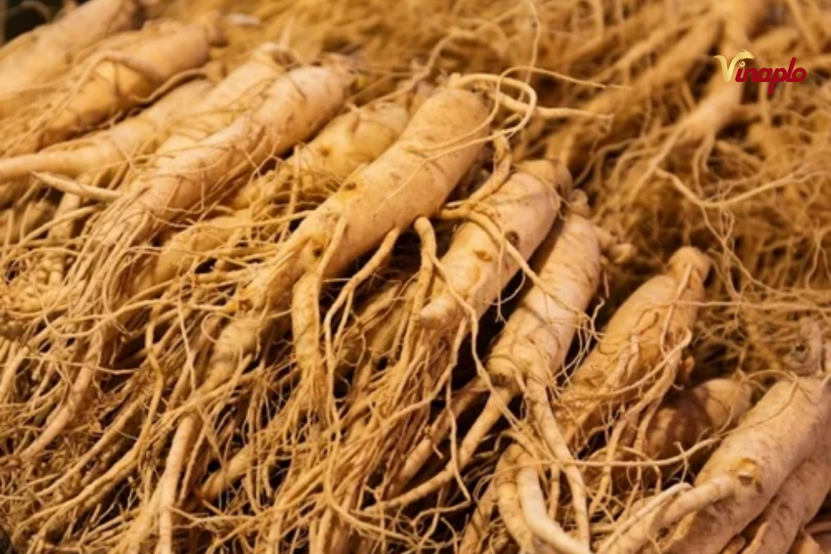 Công dụng sâm Hàn Quốc