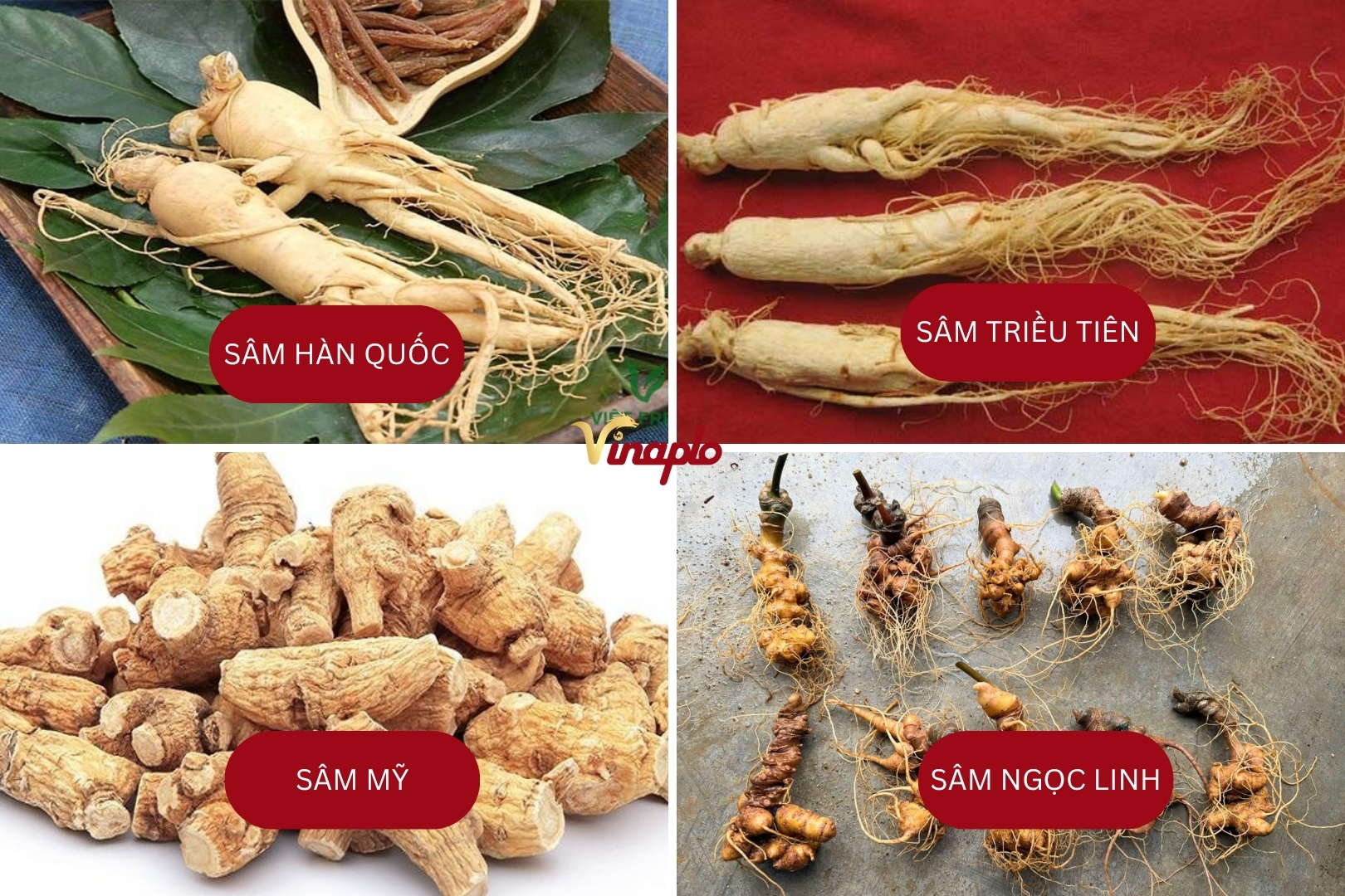 Một số loại nhân sâm phổ biên 