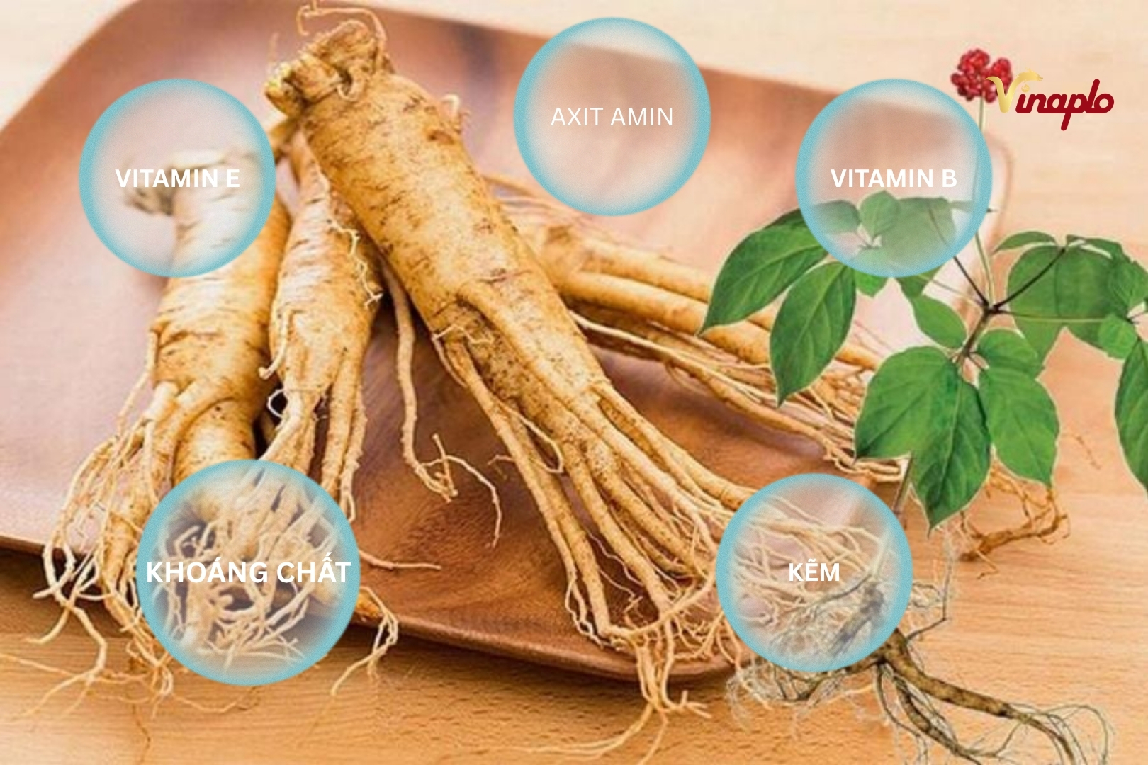 Dinh dưỡng trong nhân sâm