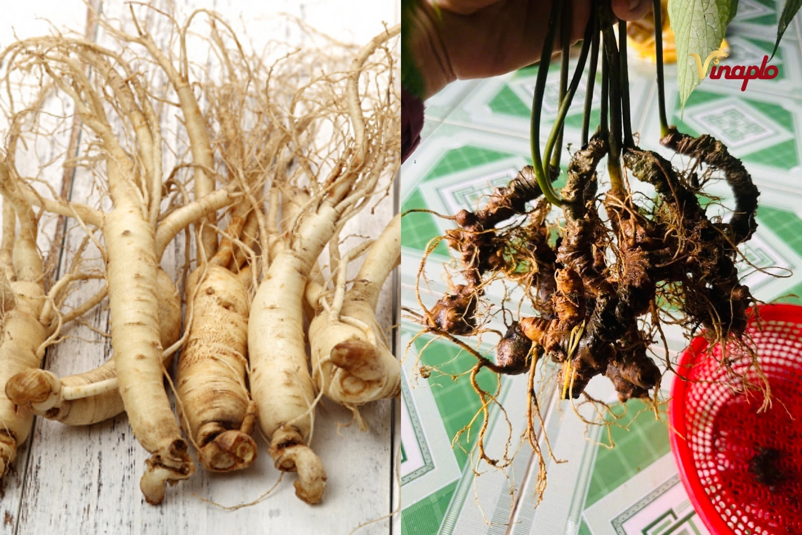 So sánh nhân sâm và sâm Ngọc Linh