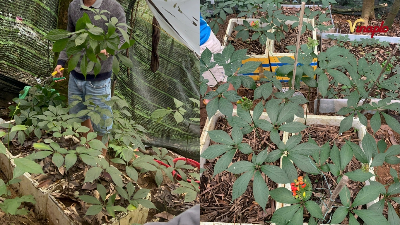 Lá sâm Ngọc Linh