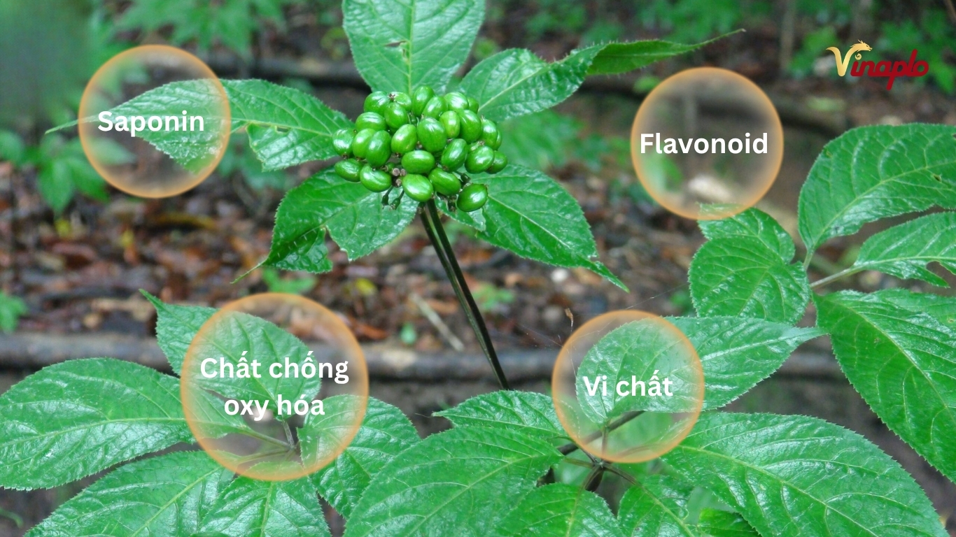 Thành phần dinh dưỡng trong lá sâm Ngọc Linh