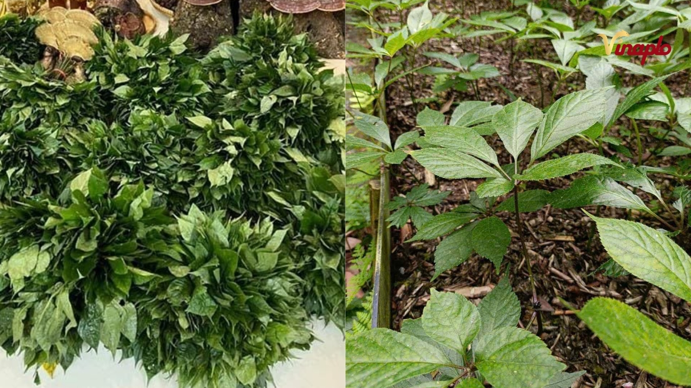 Lá sâm Ngọc Linh