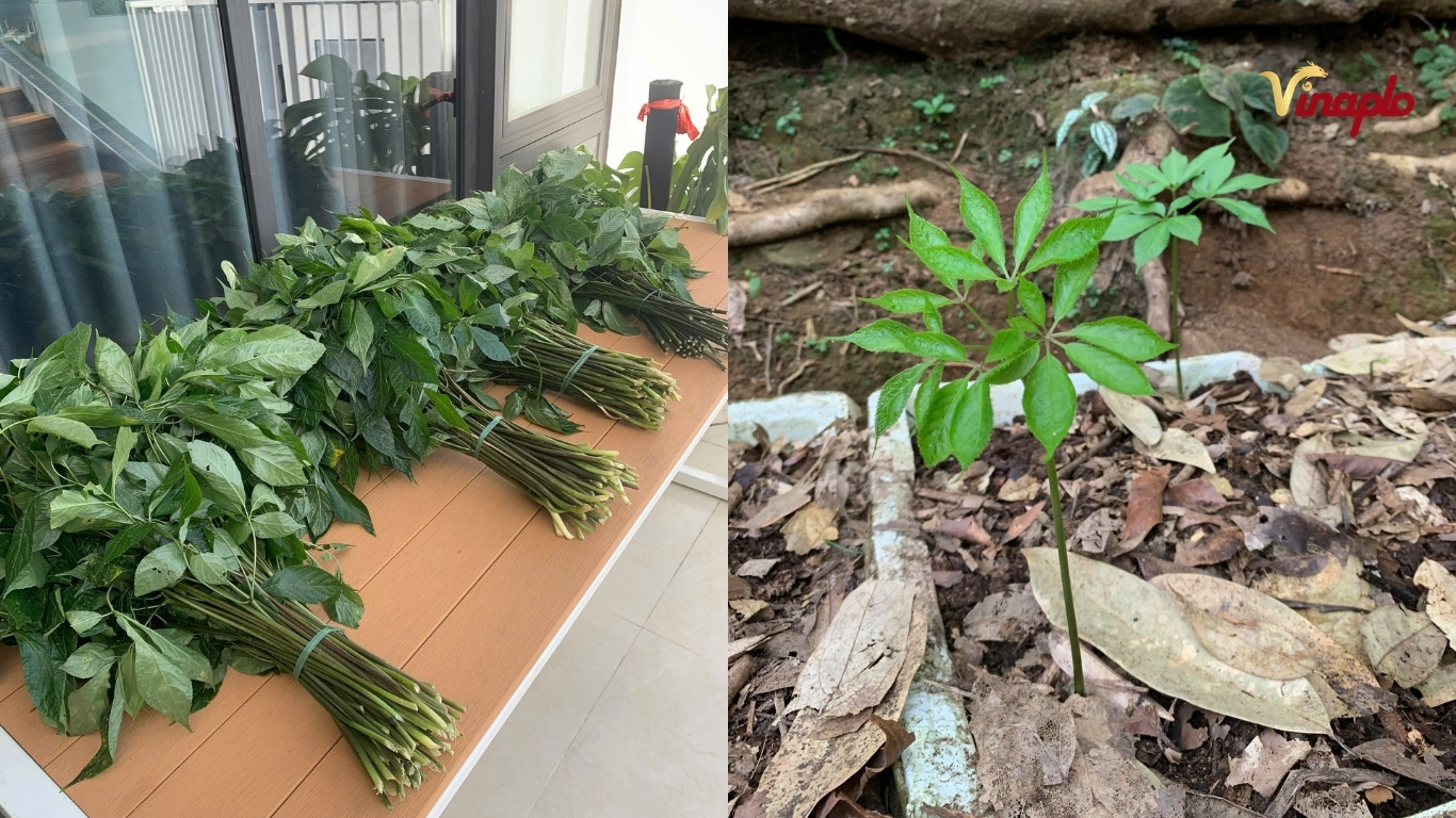 Lá sâm Ngọc Linh