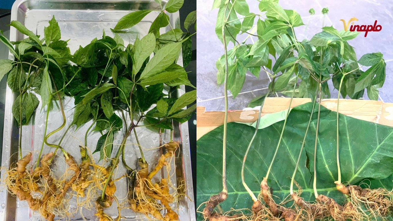 Cây sâm Ngọc Linh