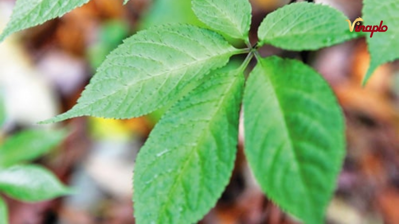 Lá sâm Ngọc Linh